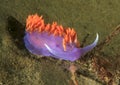 Spanish Shawl nudibranch, santa catalina island, los angeles Royalty Free Stock Photo