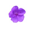 Spanish Shawl purple petal flower or heterocentron elegans blooming top view isolated on white background