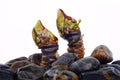 Spanish shellfish percebes close up