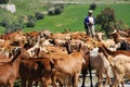 Spanish goatherd, Alora, Spain. Royalty Free Stock Photo