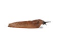 Spanish Slug Royalty Free Stock Photo