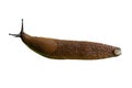 Spanish slug Arion lusitanicus Royalty Free Stock Photo