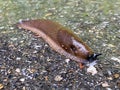 Spanish Slug Arion lusitanicus - Arion vulgaris, Die Spanische Wegschnecke or Portuguese slug as an invasive species and garden Royalty Free Stock Photo