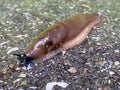 Spanish Slug Arion lusitanicus - Arion vulgaris, Die Spanische Wegschnecke or Portuguese slug as an invasive species and garden Royalty Free Stock Photo