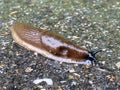 Spanish Slug Arion lusitanicus - Arion vulgaris, Die Spanische Wegschnecke or Portuguese slug as an invasive species and garden Royalty Free Stock Photo