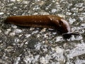 Spanish Slug Arion lusitanicus - Arion vulgaris, Die Spanische Wegschnecke or Portuguese slug as an invasive species and garden Royalty Free Stock Photo