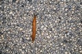 Spanish Slug Arion lusitanicus - Arion vulgaris Royalty Free Stock Photo