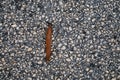 Spanish Slug Arion lusitanicus - Arion vulgaris Royalty Free Stock Photo