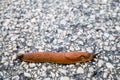 Spanish Slug Arion lusitanicus - Arion vulgaris Royalty Free Stock Photo