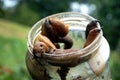 Spanish slug arion vulgaris on a glass jar. Closeup of garden slug arion rufus. Invasive animal species. Royalty Free Stock Photo