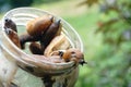 Spanish slug arion vulgaris on a glass jar. Closeup of garden slug arion rufus. Invasive animal species.