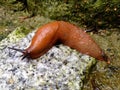 Spanish slug Arion vulgaris Royalty Free Stock Photo