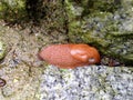 Spanish slug Arion vulgaris Royalty Free Stock Photo