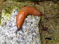 Spanish slug Arion vulgaris Royalty Free Stock Photo