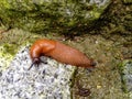 Spanish slug Arion vulgaris Royalty Free Stock Photo