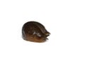 Spanish Slug Arion vulgaris isolated on white background Royalty Free Stock Photo