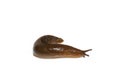 Spanish Slug Arion vulgaris isolated on white background