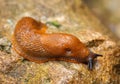 Spanish slug - Arion vulgaris Royalty Free Stock Photo