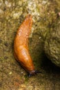 Spanish slug - Arion vulgaris Royalty Free Stock Photo