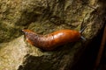 Spanish slug - Arion vulgaris Royalty Free Stock Photo