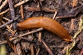 Spanish slug - Arion vulgaris Royalty Free Stock Photo