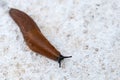 Spanish slug Arion vulgaris snail crawls along a garden concrete path, invasive brownish dangerous pest agriculture Royalty Free Stock Photo