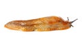Spanish slug - Arion vulgaris Royalty Free Stock Photo