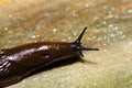 Spanish Slug Arion vulgaris on wood Royalty Free Stock Photo