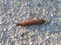 Spanish Slug Royalty Free Stock Photo