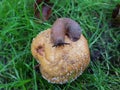 Spanish Slug On Brown Apple Royalty Free Stock Photo
