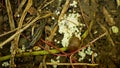 Spanish slug eggs biggest great grey leopard Limax maximus nest hatchery hatch pest Arion vulgaris egg-laying white Royalty Free Stock Photo