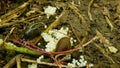 Spanish slug eggs biggest great grey leopard Limax maximus nest hatchery hatch pest Arion vulgaris egg-laying white Royalty Free Stock Photo