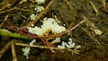 Spanish slug eggs nest hatchery hatch pest Arion vulgaris egg-laying white laying snail parasitizes moving garden Royalty Free Stock Photo