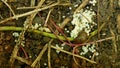 Spanish slug eggs nest hatchery hatch pest Arion vulgaris egg-laying white laying snail parasitizes moving garden Royalty Free Stock Photo