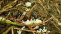 Spanish slug eggs nest hatchery hatch pest Arion vulgaris Limax maximus biggest great grey leopard slug egg-laying white Royalty Free Stock Photo