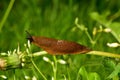 Spanish slug invasion in garden. Royalty Free Stock Photo