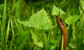 Spanish slug invasion in garden. Royalty Free Stock Photo