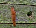 Spanish slug invasion in garden. Invasive slug. South Bohemia Royalty Free Stock Photo