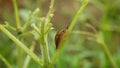 Sunflower common leaves spanish slug pest Arion vulgaris snail parasitizes on Helianthus annuus leaf vegetables, cabbage Royalty Free Stock Photo