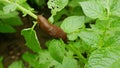 Spanish slug pest Arion vulgaris snail parasitizes on potato leaves Solanum tuberosum potatoes leaf vegetables cabbage Royalty Free Stock Photo