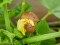 Spanish slug pest patty pan Arion vulgaris close-up snail parasitizes pattypan squash flower bloom blossom patty pan