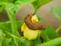 Spanish slug pattypan squash pest patty pan Arion vulgaris close-up snail parasitizes flower bloom blossom patty pan