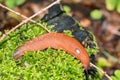 Spanish slug, scientific name Arion vulgaris Moquin-Tandon