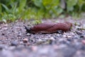 Spanish slug by the side of the road Royalty Free Stock Photo