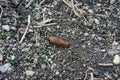 Spanish slug on a way with many small stones latin Arion vulgaris Royalty Free Stock Photo