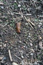 Spanish slug on a way with many small stones latin Arion vulgaris Royalty Free Stock Photo