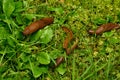 Spanish slugs invasion in garden. Royalty Free Stock Photo
