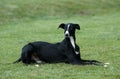 SPANISH SMOOTH GALGO OR SPANISH GREYHOUND, MALE LAYING ON GRASS