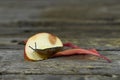 Spanish snail crawling on a red ripe apple. Royalty Free Stock Photo