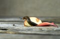 Spanish snail crawling on a red ripe apple. Royalty Free Stock Photo